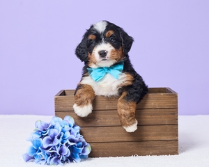 Melac Mini Bernadoodle 